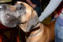 Thumbs/tn_Halfvastenwandeling 2016 105.jpg